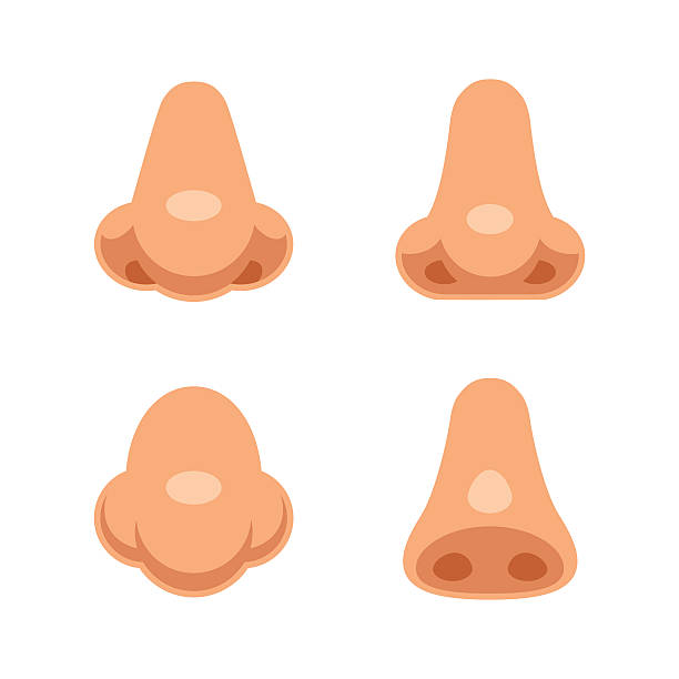 Cartoon noses set A set of 4 cartoon human noses. Isolated body parts vector illustration. human nose stock illustrations