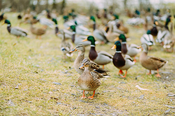 istock Pack of the ducks outdoors in the field 499902768
