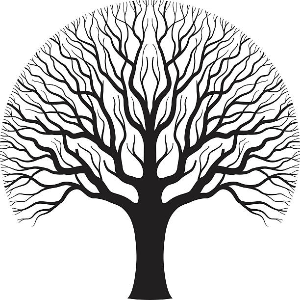 Old oak tree illustration. A silhouette of an old oak tree, one simple shape. old oak tree stock illustrations