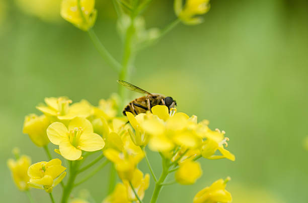 istock Bee on the rapeseed flower 499903186