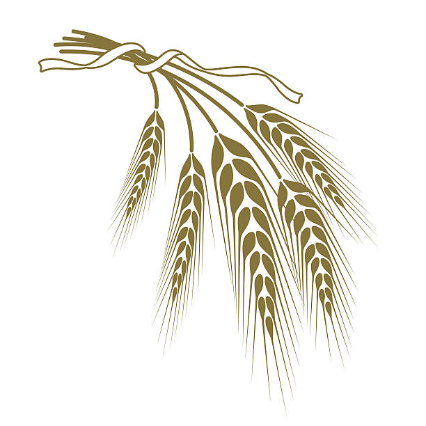 ilustraciones, imágenes clip art, dibujos animados e iconos de stock de spikelets de trigo vinculados con una cinta - whole wheat