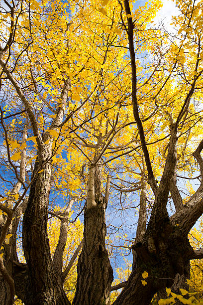 istock Gingko nut row of trees in Japan 499906312