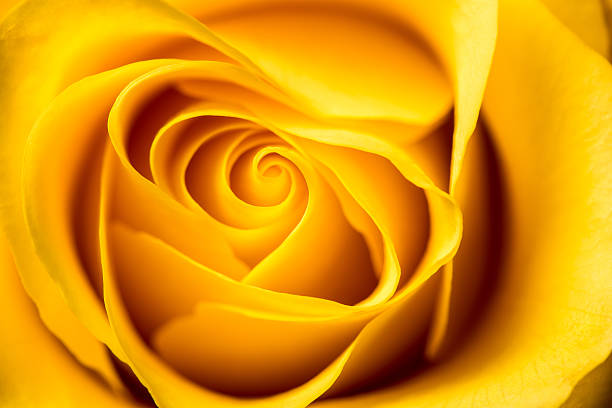 Yellow Rose. stock photo