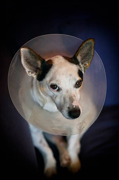 istock sad lonely dog after an operation 499907637