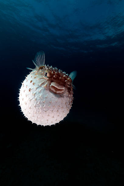 istock Yellowspotted burrfish using its defense system. 499907639