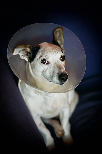 istock sad lonely dog after an operation 499907643