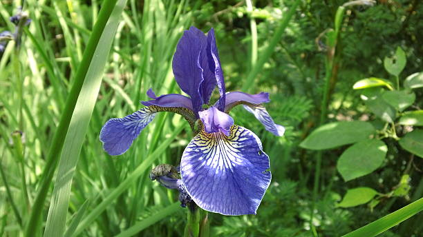 istock Beautiful Purple Iris flower 499908014