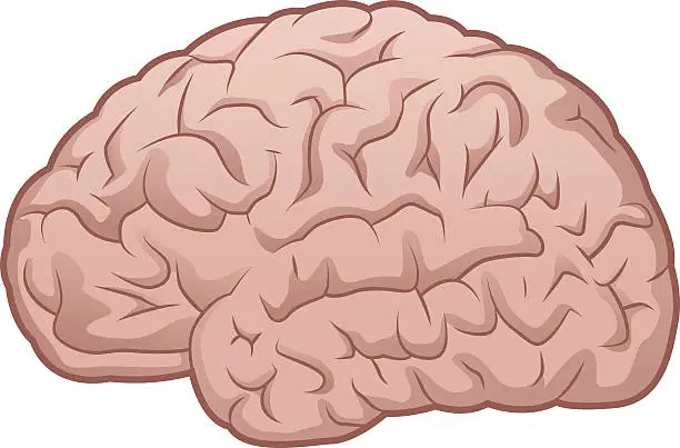 Vector illustration of Brain