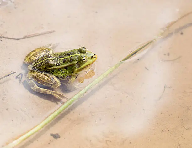 Photo of green frog sitting in water