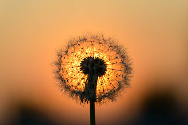 istock dandelion flower in the sun 499908951