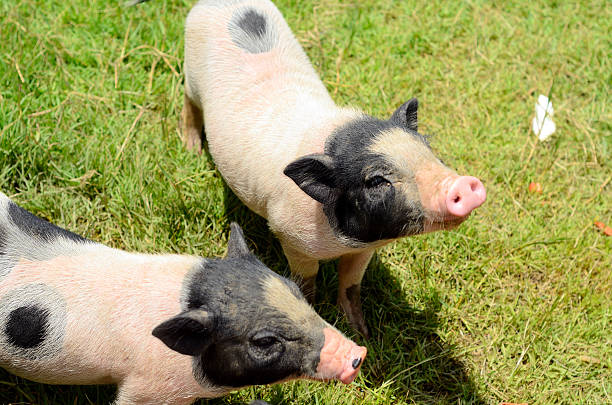 istock Vietnamese Pot Belly piglet 499909191