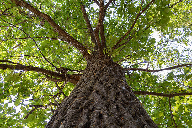 istock trunk and crown of oak 499909301