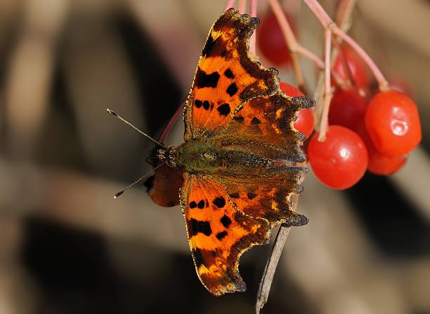 istock Polygonia c-album 499909393