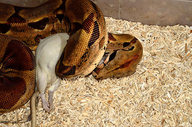 beautiful pet hypomelanistic Columbian Boa constrictor (Boa constrictor imperator) eating frozen thaw rat