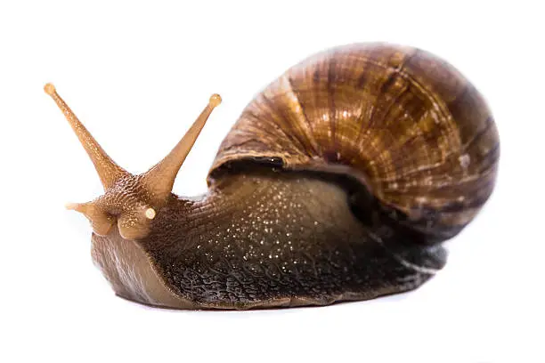 Photo of snail