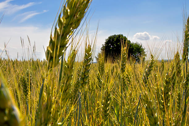 поле зерна - landscape tree field solitude стоковые фото и изображения