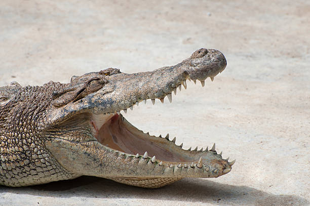 istock Crocodile with open mouth close-up. 499909968