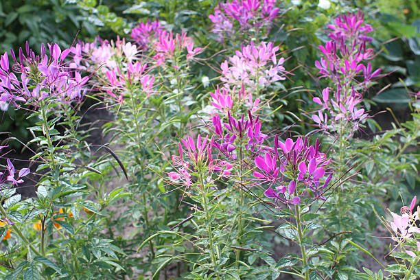 istock Cleome flowers in the garden 499909977