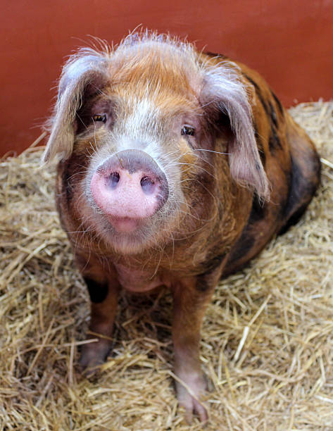 istock Oxford Sandy and Black pig 499910711