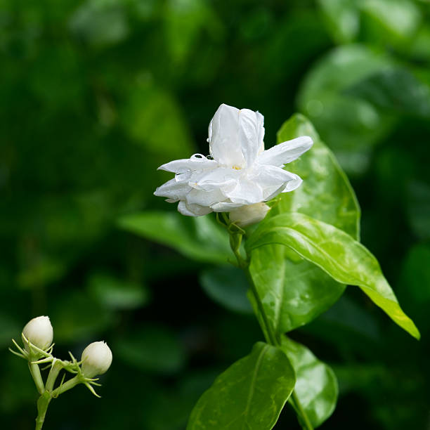 istock Beautiful Jasmine flower with leaves 499911207