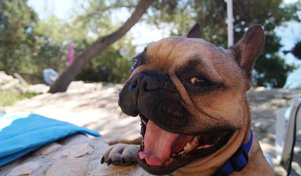 istock Smiling French Bulldog 499911266