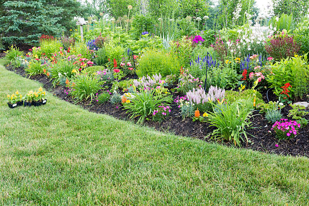 istock Lush flowerbed with colorful flowering celosia 499911333