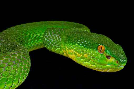 The Green tree pit viper is a venomous tree snake species found across a huge range in Asia, including India, China  and Southeast Asia.