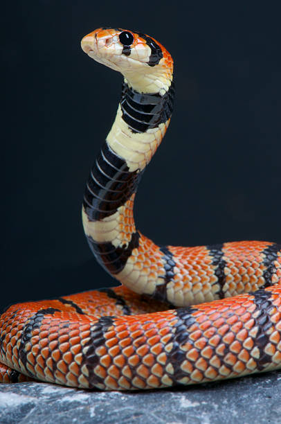 istock Cape coral snake / Aspidelaps lubricus 499911431