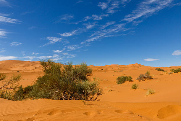 istock Bush on the sand, Sahara desert 499911512