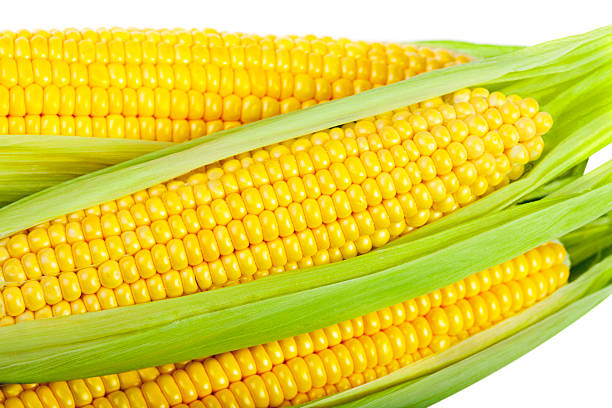 세 가지 달콤한 옥수수, 신선한 leafs - corn on the cob macro corn crop freshness 뉴스 사진 이미지