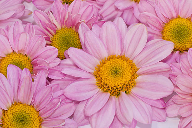 istock Pink chrysanthemum flowers. 499911625