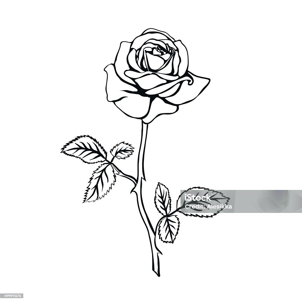 Rose Sketch Stock Illustration - Download Image Now - Rose ...