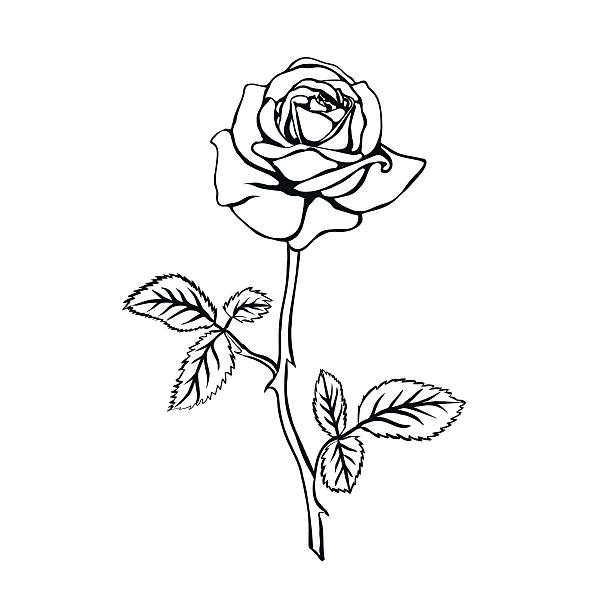Rose Sketch Stock Illustration - Download Image Now - Rose - Flower, Tattoo,  Stencil - iStock
