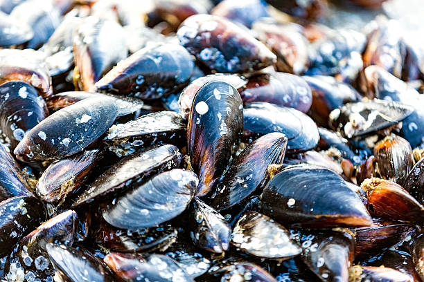 muscheln/moules - prepared shellfish stock-fotos und bilder