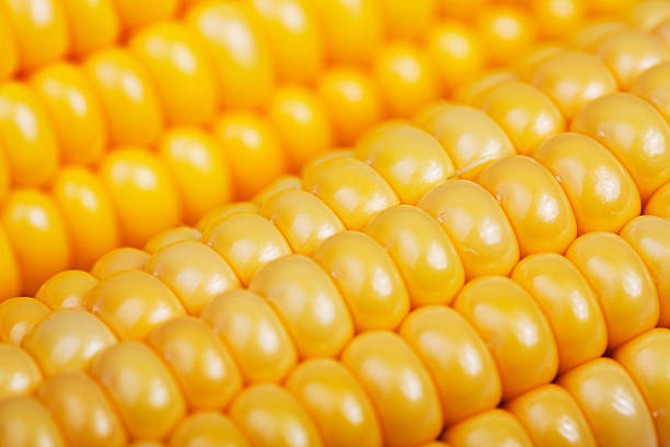 클로즈업 보기 옥수수 낟알 - corn on the cob macro corn crop freshness 뉴스 사진 이미지