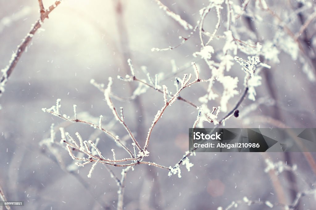 Weihnachtsbaum Äste Im winter bedeckt mit frost - Lizenzfrei Ast - Pflanzenbestandteil Stock-Foto