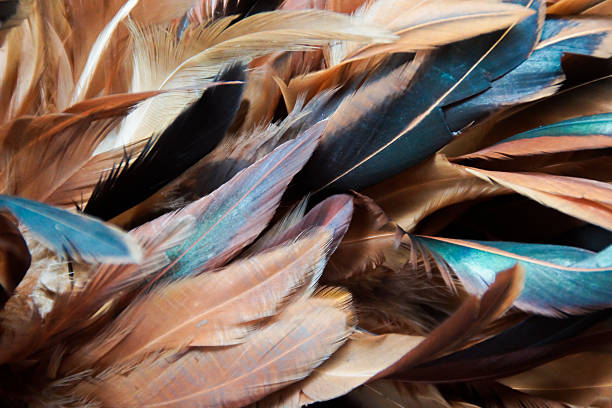 istock Closeup of Chicken Feather Duster 499911889