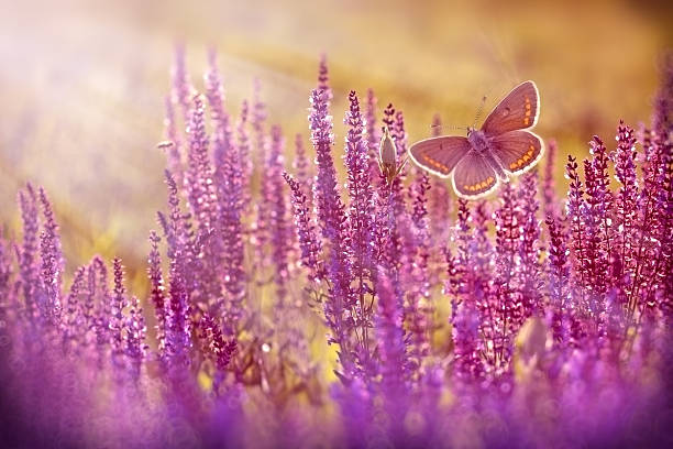 istock Brown butterfly flying over purple flowers 499911914