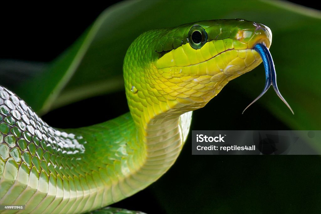 Red-tailed green rat snake / Gonyosoma oxycephalum The  Red-tailed green rat snake is a large aggressive non venomous tree snake species found in Thailand, Malaysia,Singapore,Andaman islands,Myanmar and Indonesia. Snake Stock Photo