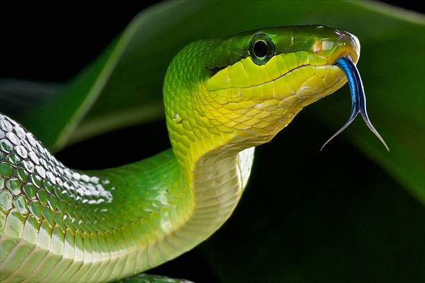 Red-tailed green rat snake / Gonyosoma oxycephalum The  Red-tailed green rat snake is a large aggressive non venomous tree snake species found in Thailand, Malaysia,Singapore,Andaman islands,Myanmar and Indonesia. snake with its tongue out stock pictures, royalty-free photos & images