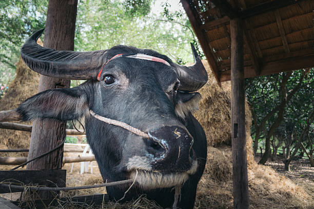 istock Mr. Boonlue the buffalo 499912098