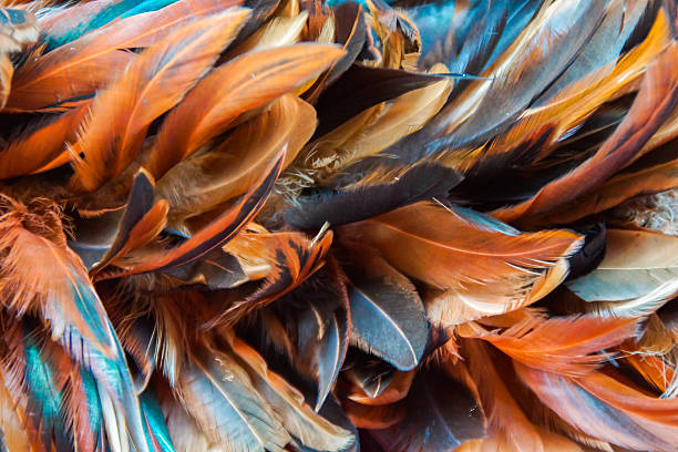 Closeup of Chicken Feather Duster stock photo