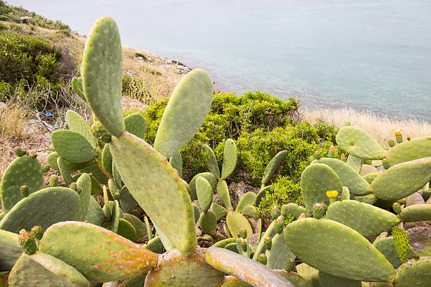 Prickly Pear Cactus on the cliff Flowers and fruits of Prickly Pear Cactus on the southern coast of Italy. The green blades of the prickly pear show the inflorescences of the fruits. In the background there is the Mediterranean sea, the blue sky and the cliff: we are in Salento, Lecce, Italia. The scientific name of this tree, or cactus, is Opuntia ficus indica. fico d'india stock pictures, royalty-free photos & images