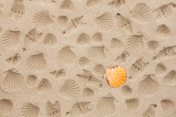 estampas de conchas do mar na areia - abstract backdrop beach close up - fotografias e filmes do acervo