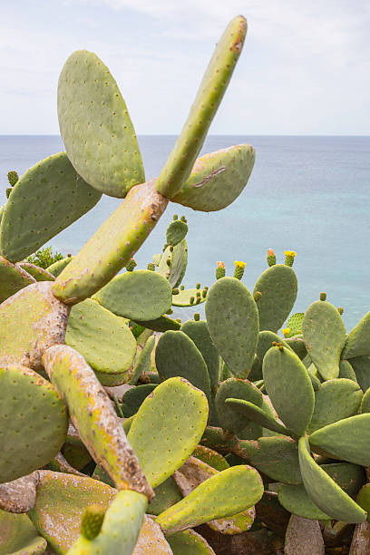 Cactus and sea. Opuntia ficus indica Flowers and fruits of Prickly Pear Cactus on the southern coast of Italy. The green blades of the prickly pear show the inflorescences of the fruits. In the background there is the Mediterranean sea, the blue sky and the cliff: we are in Salento, Lecce, Italia. fico d'india stock pictures, royalty-free photos & images