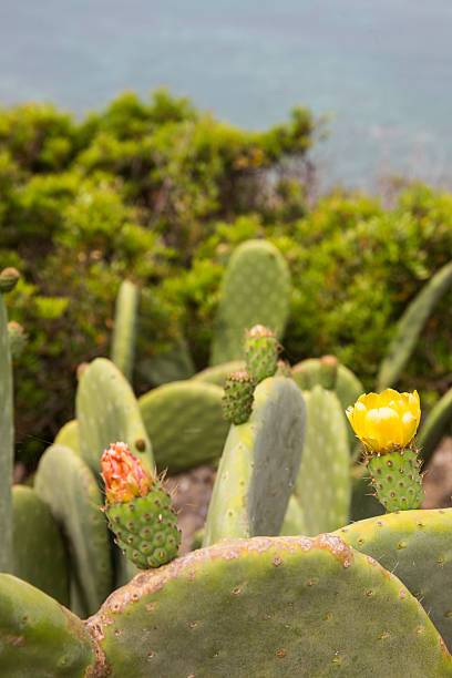 Trees, cactus and its flower near the sea Flowers and fruits of Prickly Pear Cactus on the southern coast of Italy. The green blades of the prickly pear show the inflorescences of the fruits. In the background there is the Mediterranean sea and the blue sky. The scientific name of this tree, or cactus, is Opuntia ficus indica. fico d'india stock pictures, royalty-free photos & images
