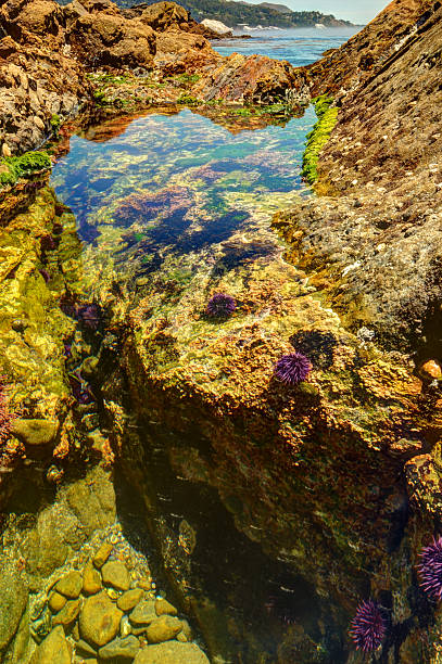 istock Tide pool with sea urchins and crabs 499912757