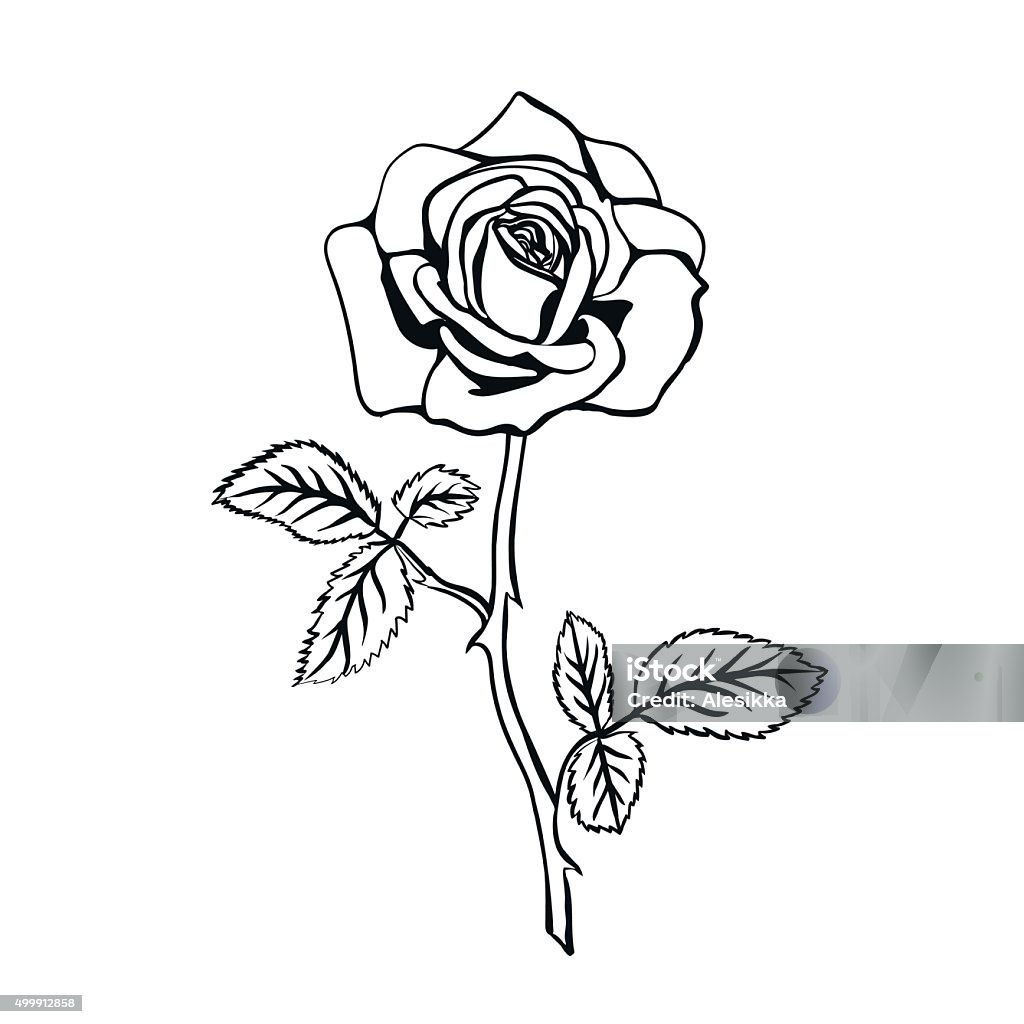 Rose Sketch Stock Illustration - Download Image Now - Rose ...