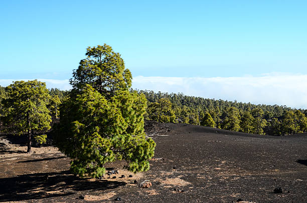 istock Forest In Teide National Park Tenerife 499913066