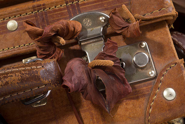 istock antique suitcase with dried flowers 499913271